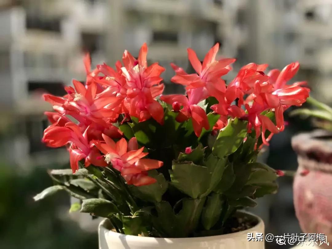 叶子软塌塌,叶子缺水卷曲怎么补救