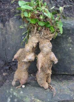 秦伯未治疗八法,秦伯未讲内经