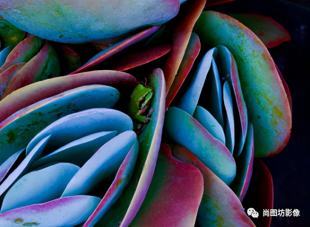 国际摄影展获奖作品,国际摄影获奖作品欣赏第88期