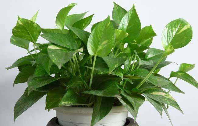 正确掌握有效快速除甲醛的方法,去除甲醛最有效的方法大汇总