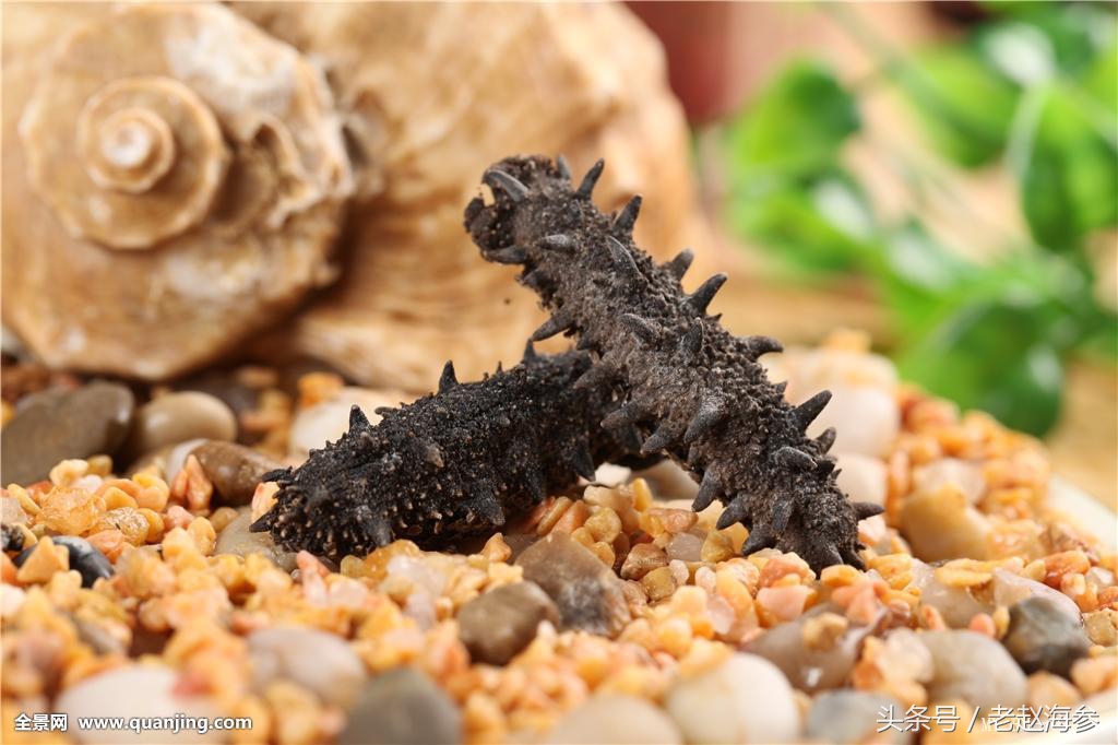 海参怎么吃才是正确的,海参到底怎么吃最佳