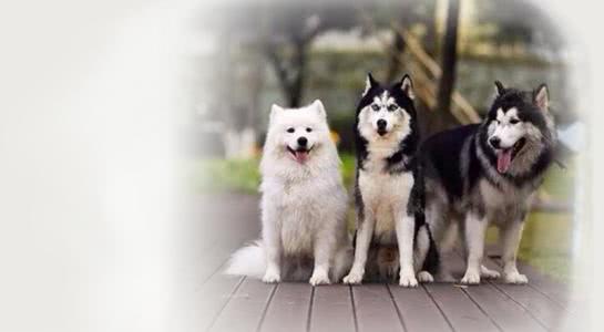 8只哈士奇极限求生,哈士奇犬类智商排名榜前十名