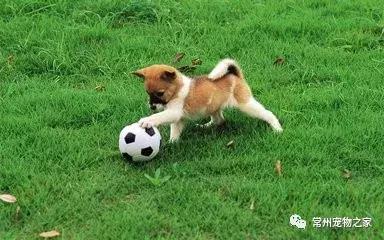 汪身上味道很大怎么办？在线等！挺急