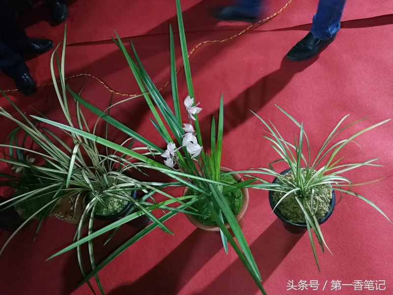 2020年云南兰花展获奖图片,2018年昆明兰花展精品图片