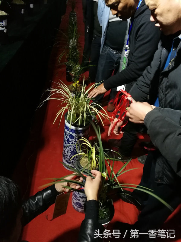 2018年昆明兰花展精品图片,云南兰花展作品欣赏