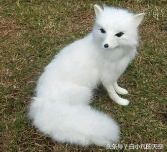 男子梦见山间怪石,父亲让他前往寺庙求高僧相助