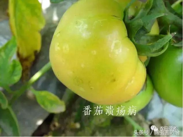 西红柿溃疡病这样防治，再得病别怨没和你说！
