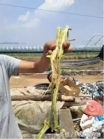 西红柿溃疡病这样防治，再得病别怨没和你说！