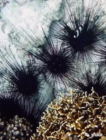 菲律宾薄荷岛详细地图,菲律宾薄荷岛风景