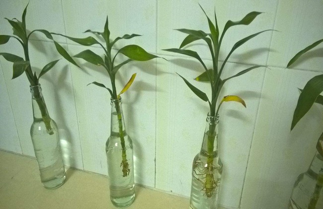 富贵竹叶子发黄蔫了怎么办,富贵竹叶子发黄后怎么办