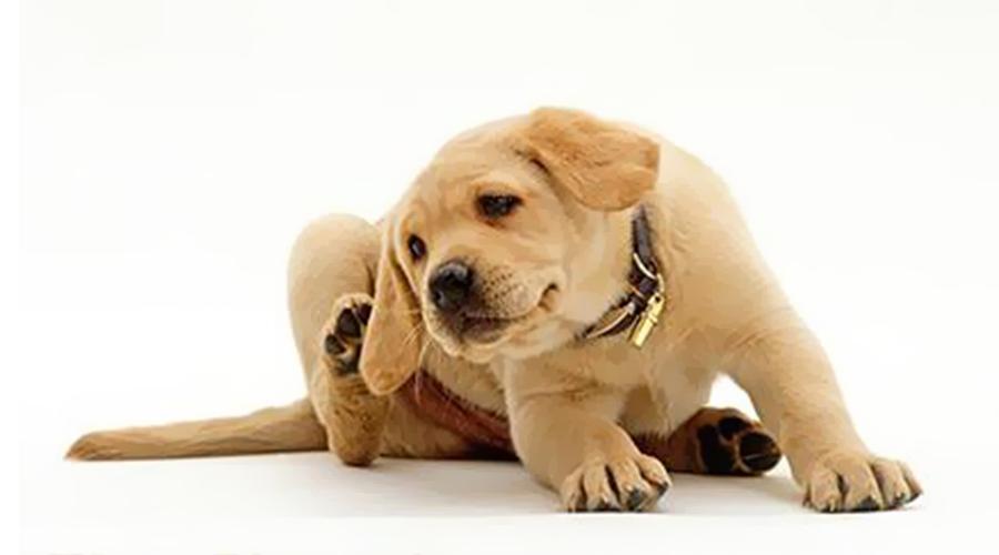 狗狗身上有虱子并有疙瘩怎么处理,狗狗身上有虱子的治疗方法