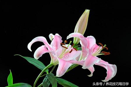 香水百合水培怎么养,盆栽香水百合的忌讳