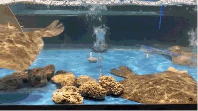 盛记海鲜窑岭店,海鲜盛宴蒸汽海鲜