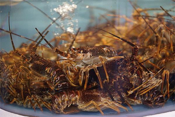 盛记海鲜窑岭店,海鲜盛宴蒸汽海鲜