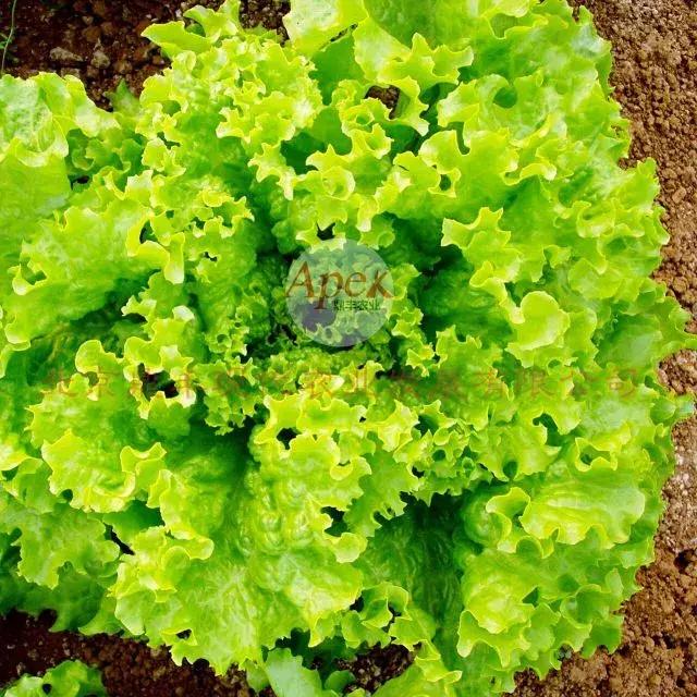 北京鼎丰生菜种子,专注成就专业品质铸就品牌