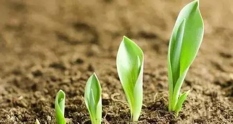 常见的种子催芽方法有,常见种子发芽方法大全