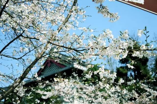 不用去日本不用去武汉就能看樱花,不用去日本就能看到日本风景