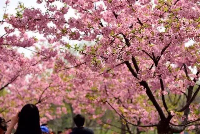 不用去日本不用去武汉就能看樱花,不用去日本就能看到日本风景