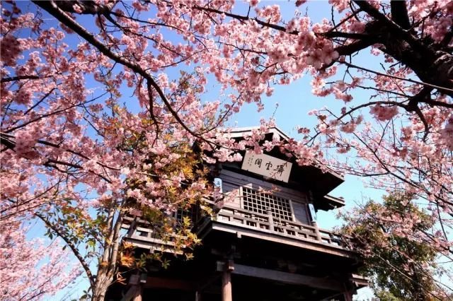 不用去日本不用去武汉就能看樱花,不用去日本就能看到日本风景
