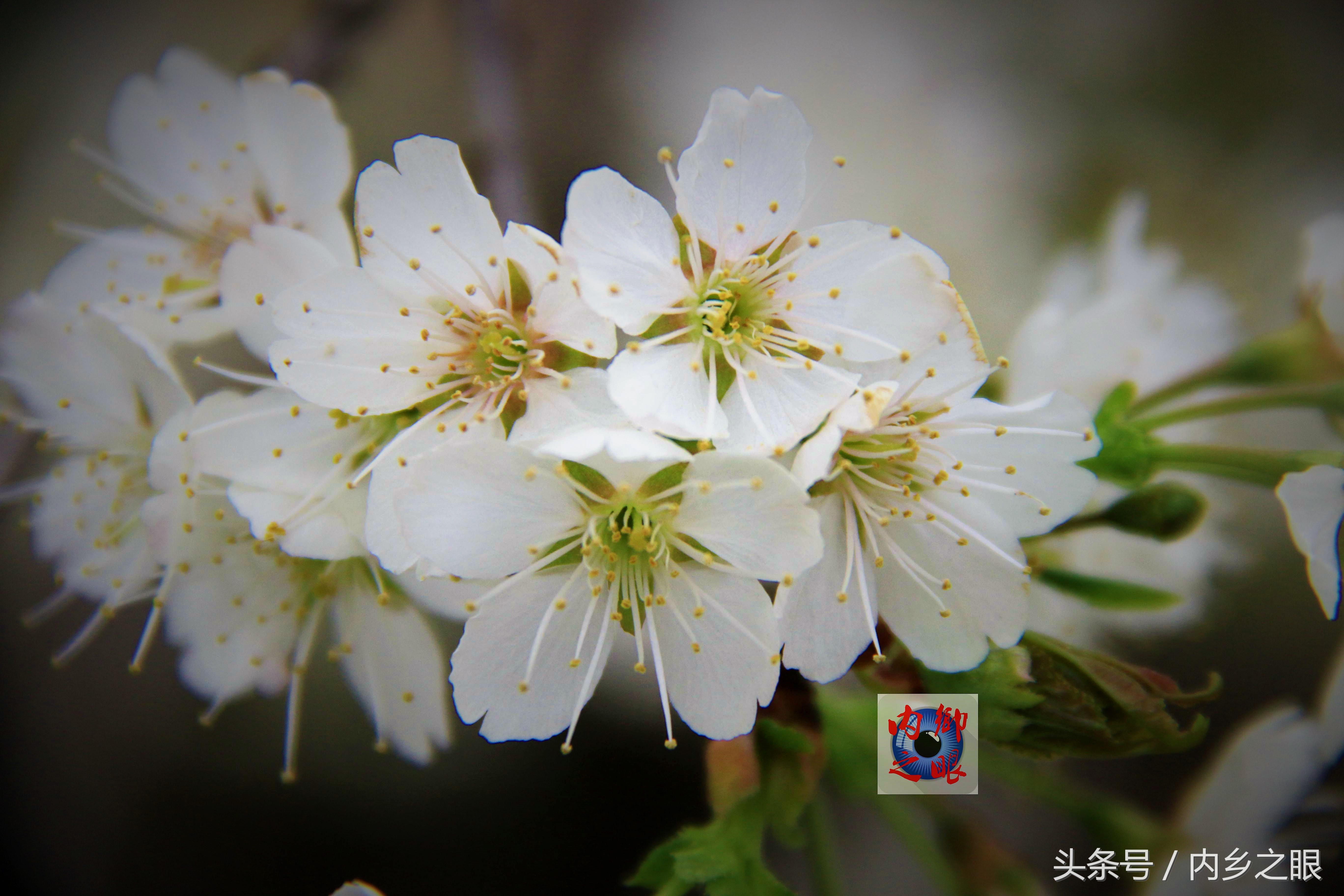 鍒版ū妗冩矡閲屾憳妯辨,鍐呬埂妯辨娌熸ū妗冪啛浜嗗悧