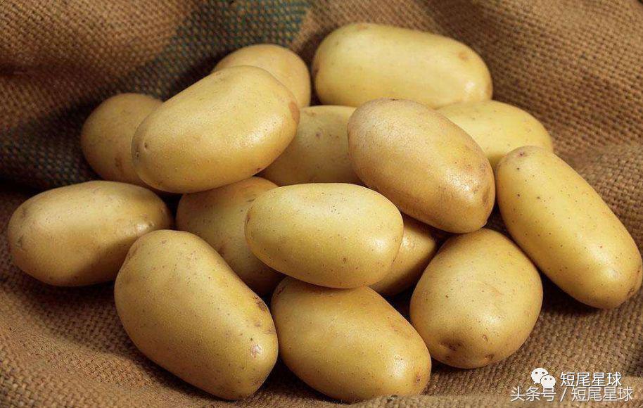 兔子吃菜需要注意什么,兔子吃什么菜不容易生病