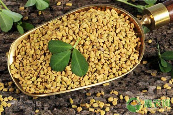 3月14日五大药材市场行情及报价