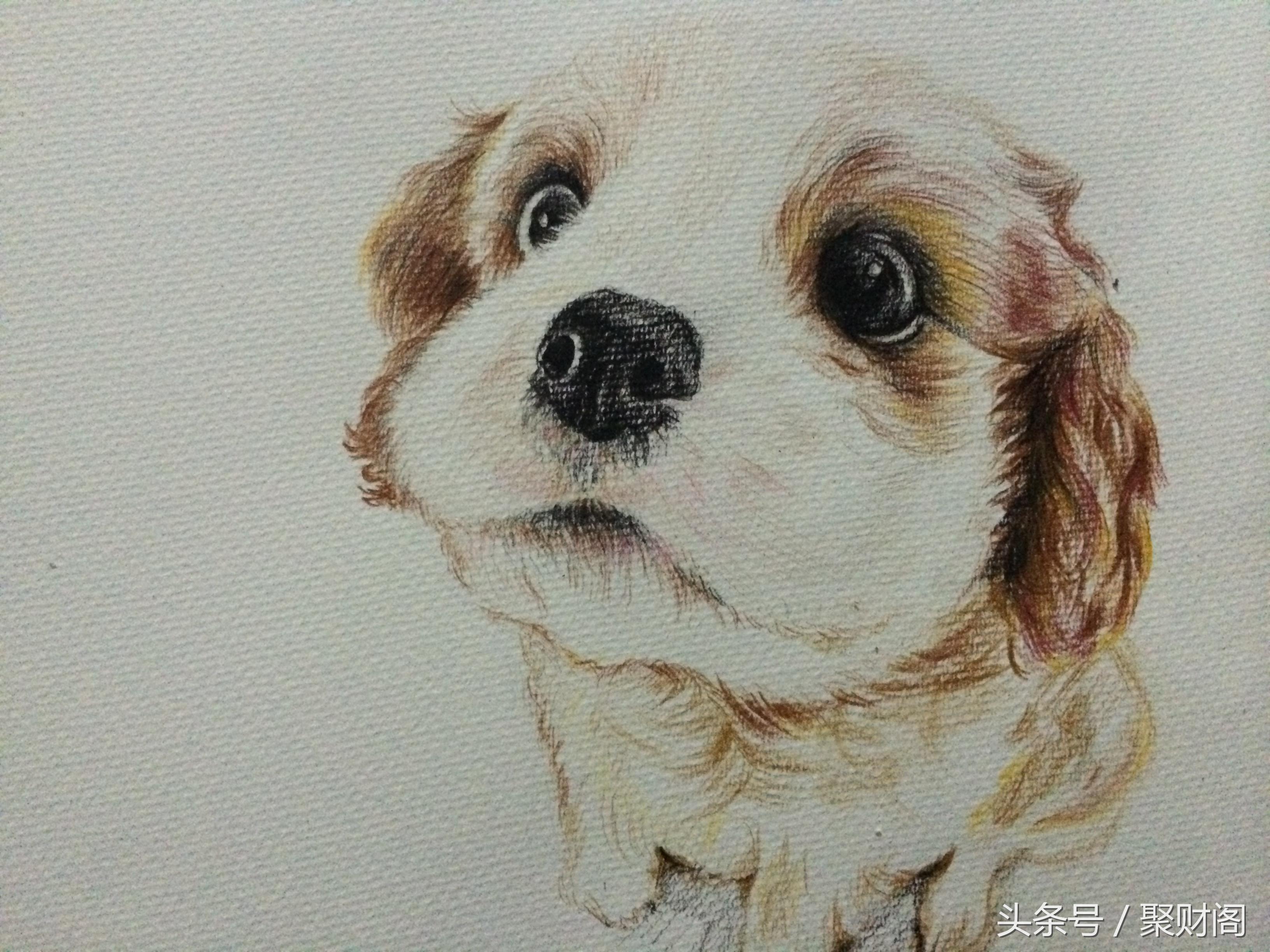 属狗人在狗年各个月份的运程,70年属狗男与属狗女运势