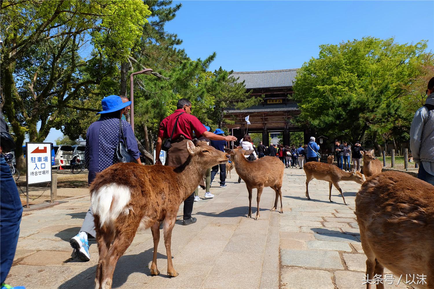 奈良喂小鹿完整版,日本奈良小鹿喂食