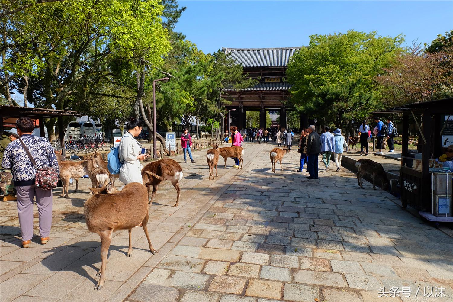 奈良公园喂小鹿视频,日本奈良公园喂小鹿