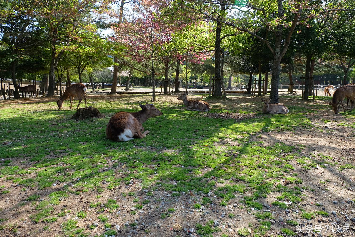 奈良喂小鹿完整版,日本奈良小鹿喂食
