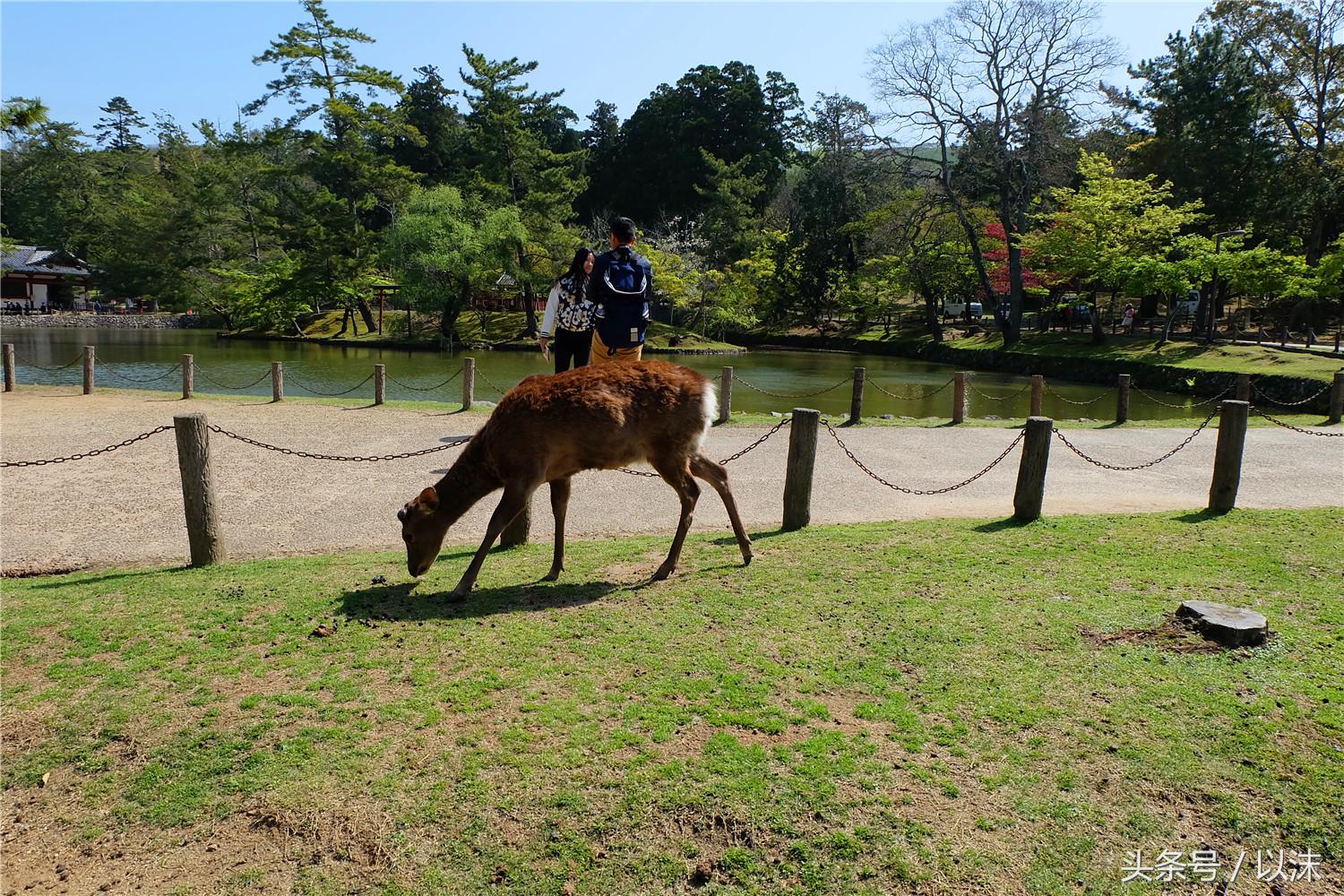 奈良公园喂小鹿视频,日本奈良公园喂小鹿