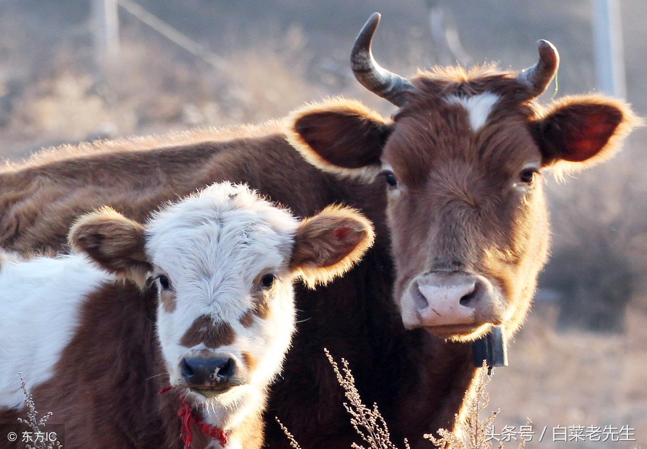 男女十二生肖婚姻配对大全详解 (十二生肖龙虎相配的属相)