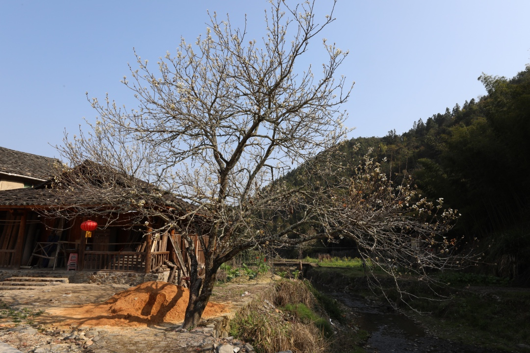 福建土楼你不知道的,福建土楼是否值得看