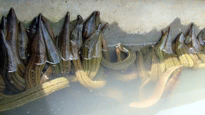 小时候田里的蚂蟥简直是噩梦,小时候最怕的蚂蝗