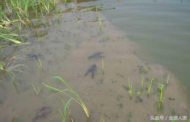 野河网箱养殖龙虾,目前大连海参网箱养殖前景