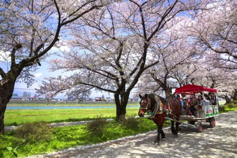 最美樱花季在哪里,南京赏樱大全带你去看最美樱花