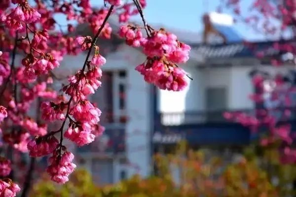 最美樱花季在哪里,南京赏樱大全带你去看最美樱花