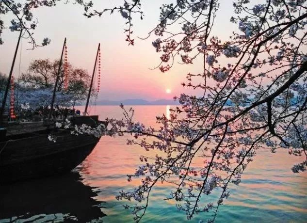 最美樱花季在哪里,南京赏樱大全带你去看最美樱花