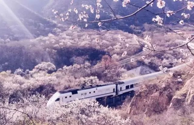 最美樱花季在哪里,南京赏樱大全带你去看最美樱花