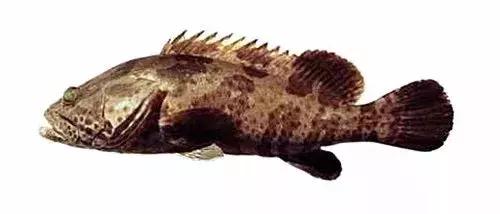 常见的大型海鲜鱼类有哪些,名贵海鲜鱼类大全