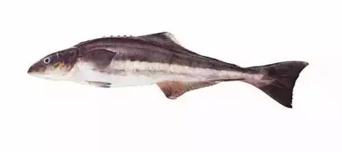 高档海鲜鱼类大全,常见的45种海鲜大全图解