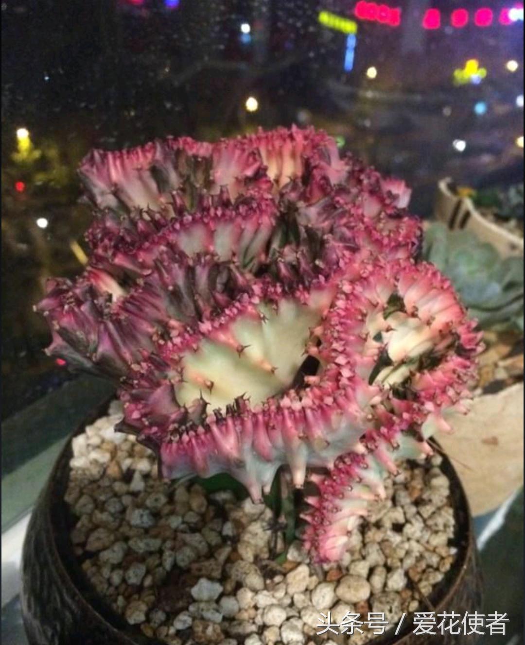 会养多肉的朋友和多肉爱好者,喜欢多肉的朋友们注意什么