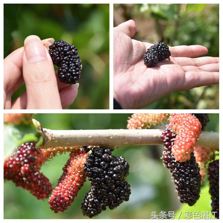 雷州乌石天成台旅游攻略,广东雷州市乌石镇旅游攻略