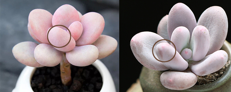 桃蛋的种植方法和养护方法是什么,桃蛋怎么种才能爆新芽