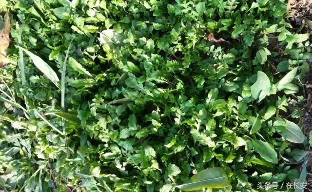 西安长安挖野菜最好的地方,长安哪里挖野菜好吃