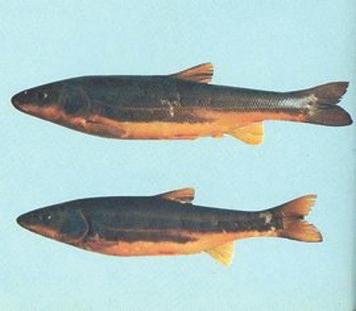 东北黑龙江最著名的河鱼,黑龙江野生鱼