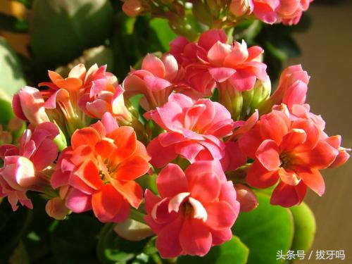 养花土壤板结生活中常用的方法,养花怎么使土壤不板结更肥沃