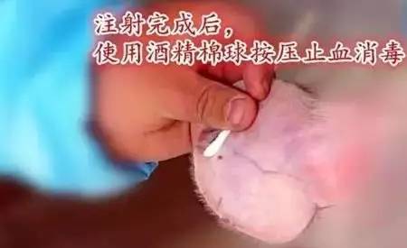 仔猪腹泻性脱水如何补液，三种做法，两例处方，一样初心