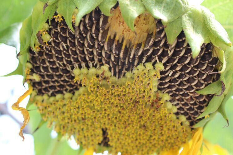 这些维生素丰富的食物多吃真的可以有效保护我们的眼睛