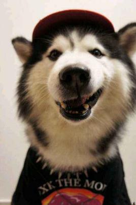 农民工500卖哈士奇，却没人敢买，路人教他喊“不拆不要钱”